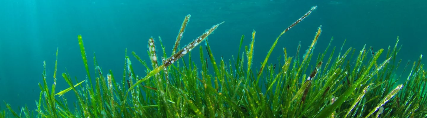 Spirulina alga - Az egészség és a jólét forrása